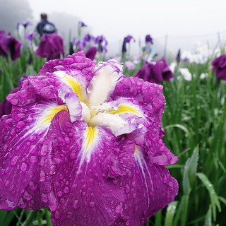 雨に濡れる花菖蒲