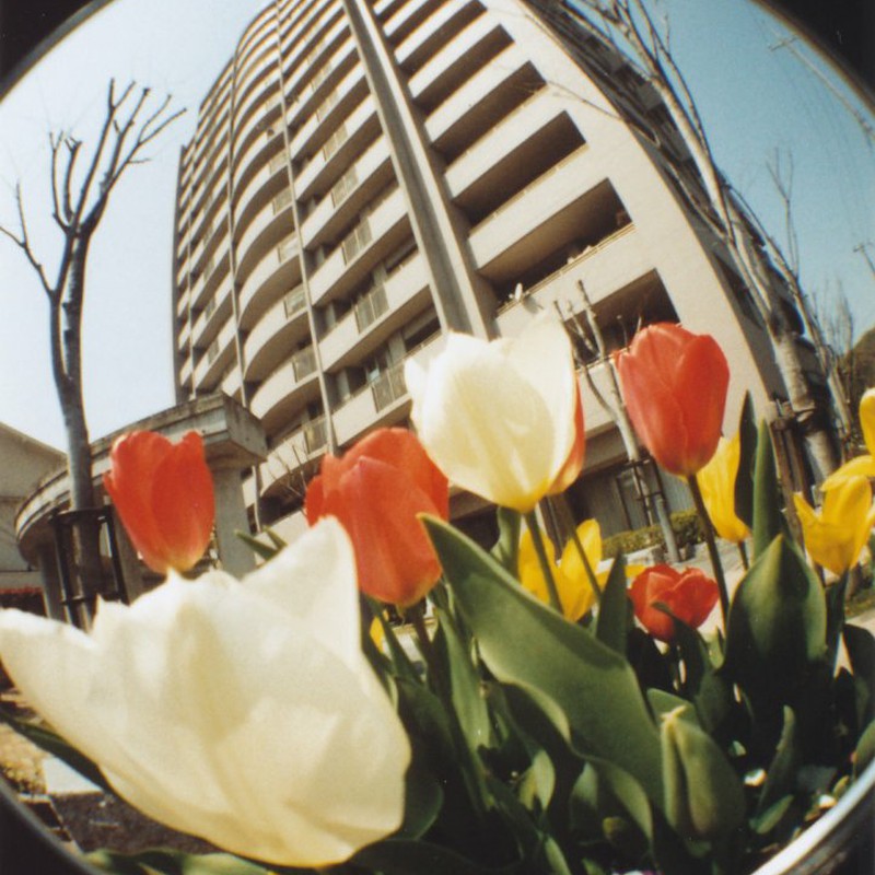 ちゅーりっぷ☆