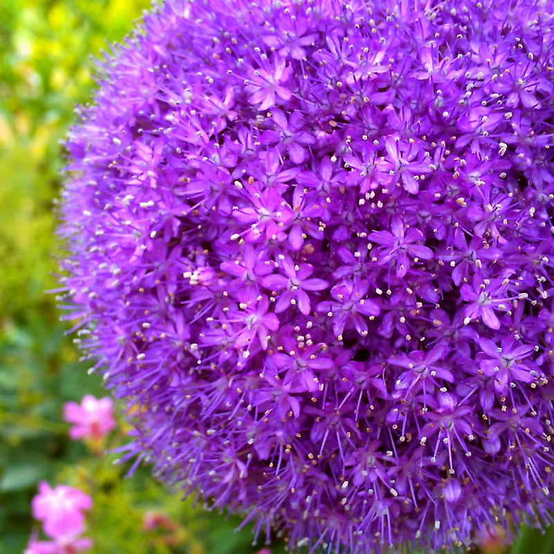 浜名湖花博２０１４で一番気になった花