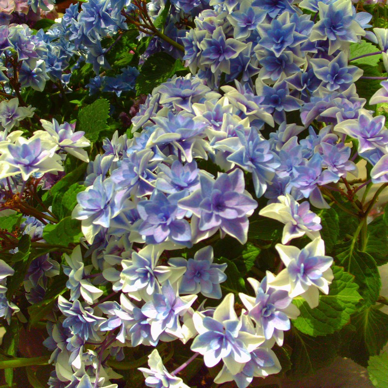 イケメンの紫陽花
