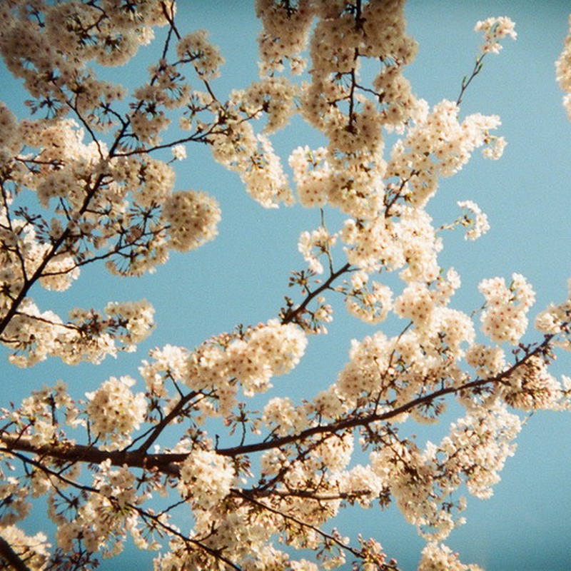 東京の空に桜咲く