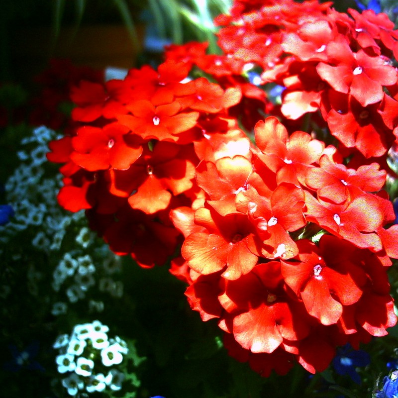 紅い花