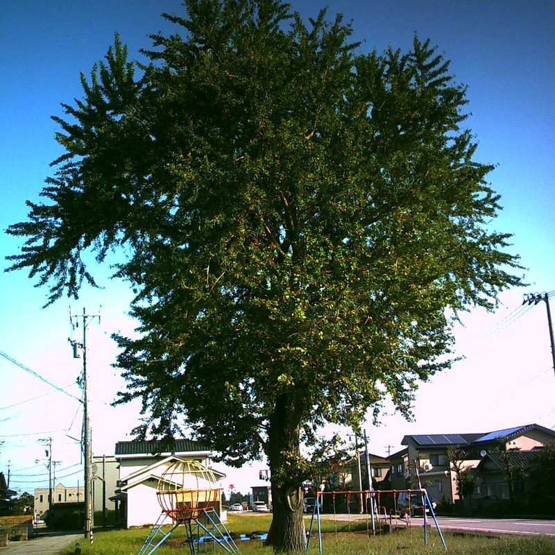 大樹