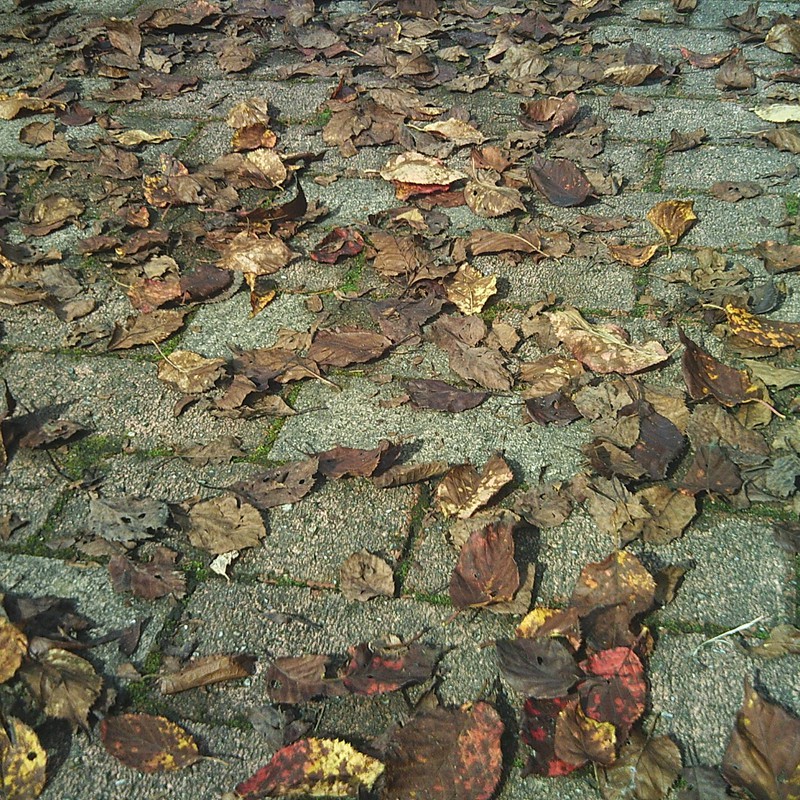 歩道の落ち葉
