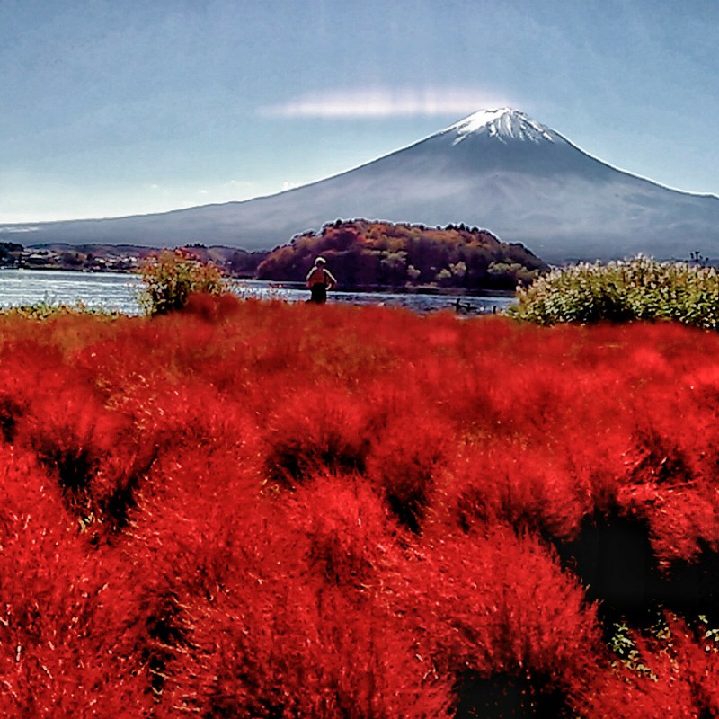 富士山とコキアの樹海