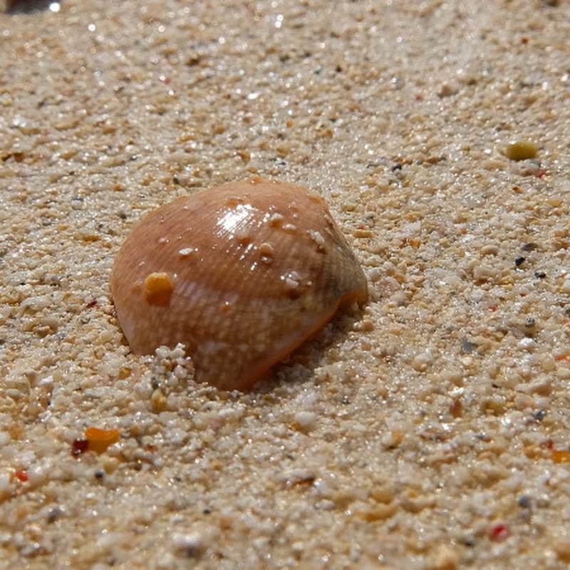 可愛い貝殻