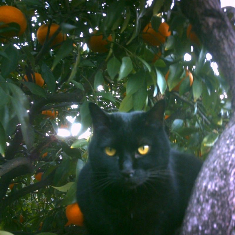 夏みかんと黒猫