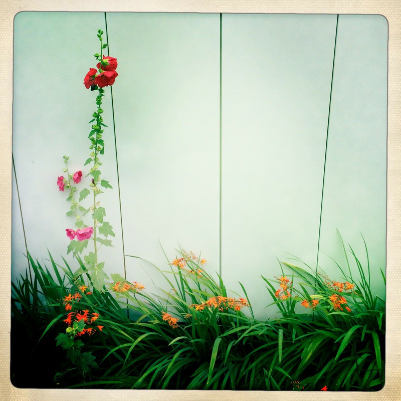 壁際に咲く花