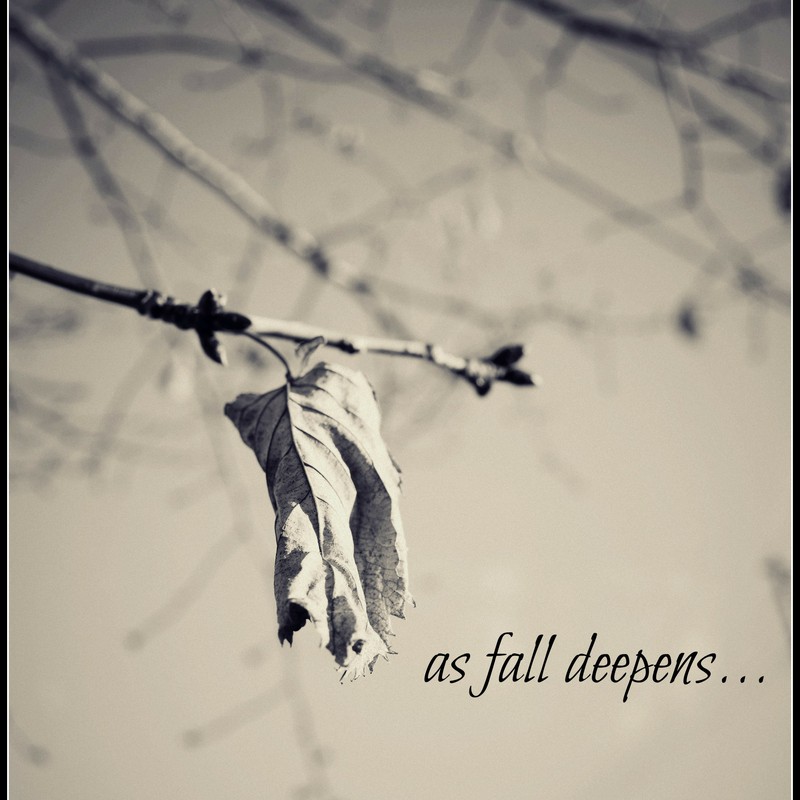 as fall deepens...