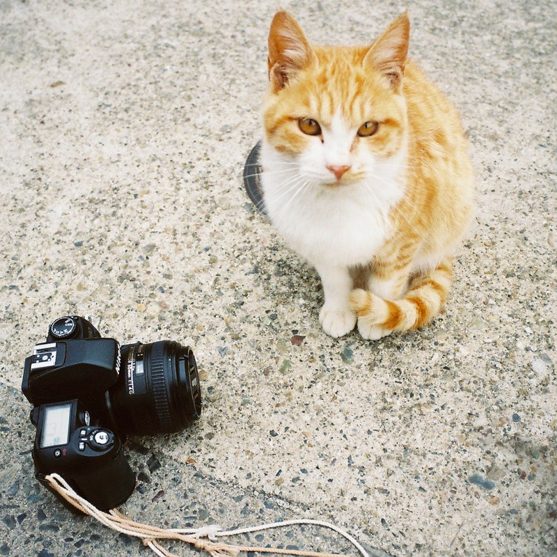 Cat and my Nikon F80