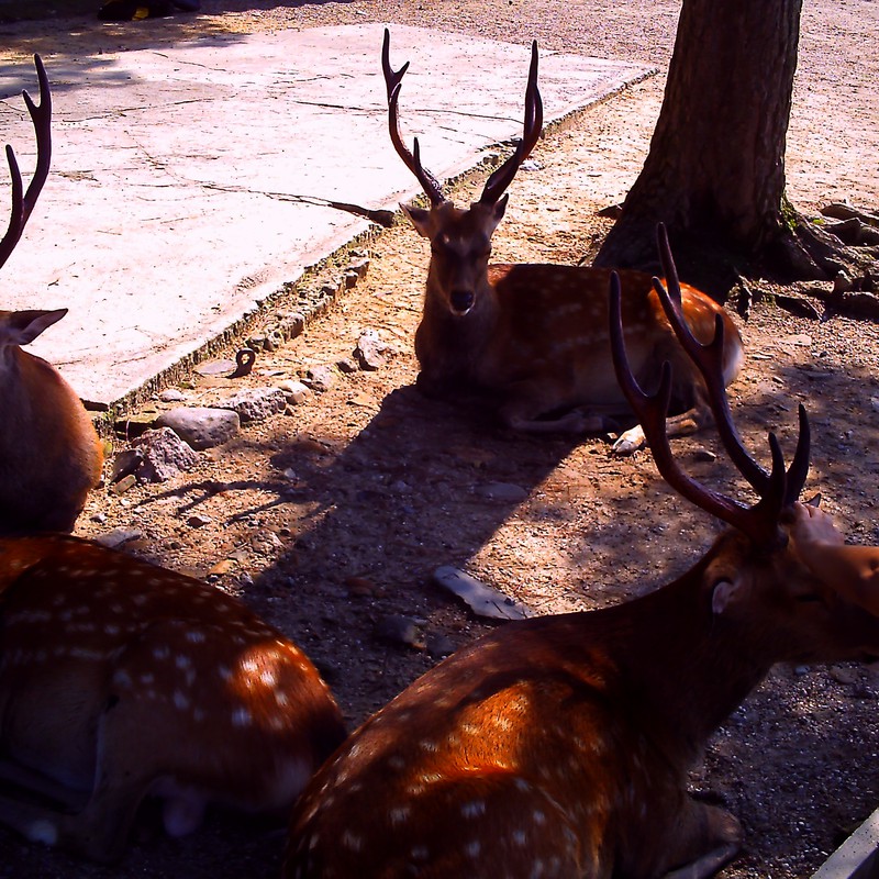奈良公園　鹿たち
