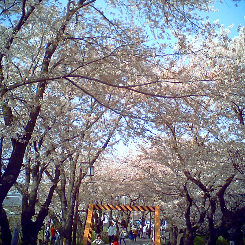 さくらトンネル