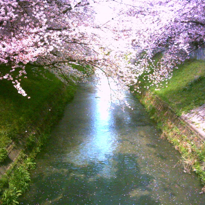 流れる桜