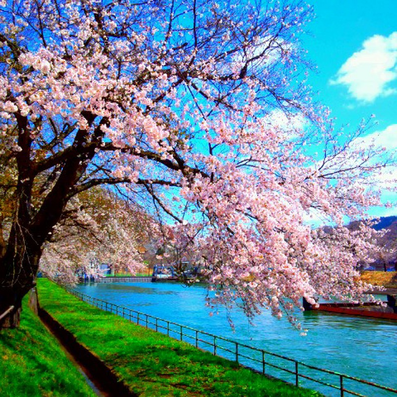 西大滝ダムの桜