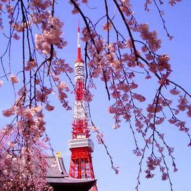 東京タワー×桜