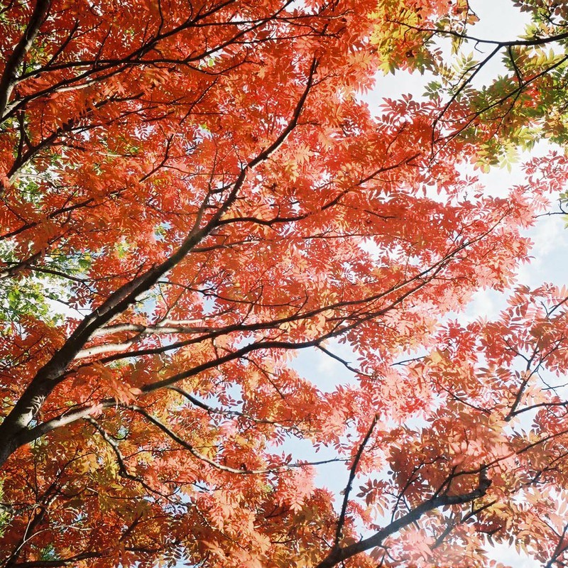 秋の空気と紅葉と