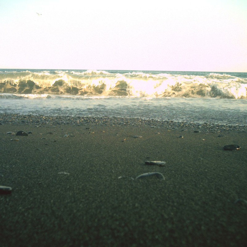 海と波と鴎