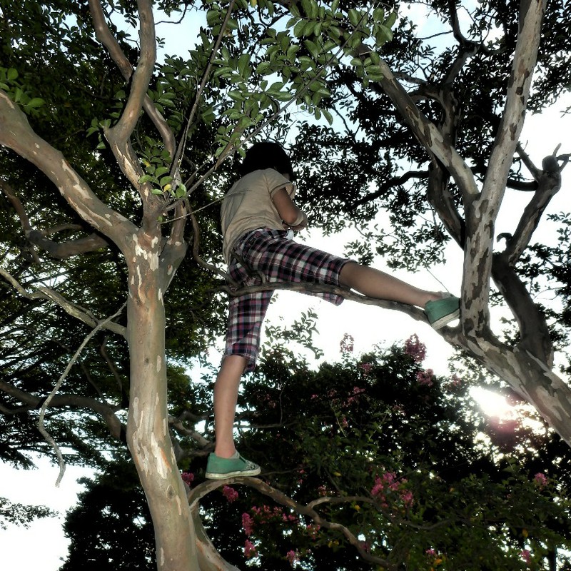 木登り少年の夏