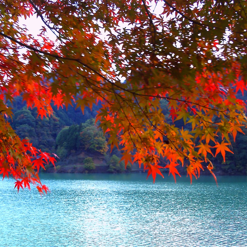 水面の秋