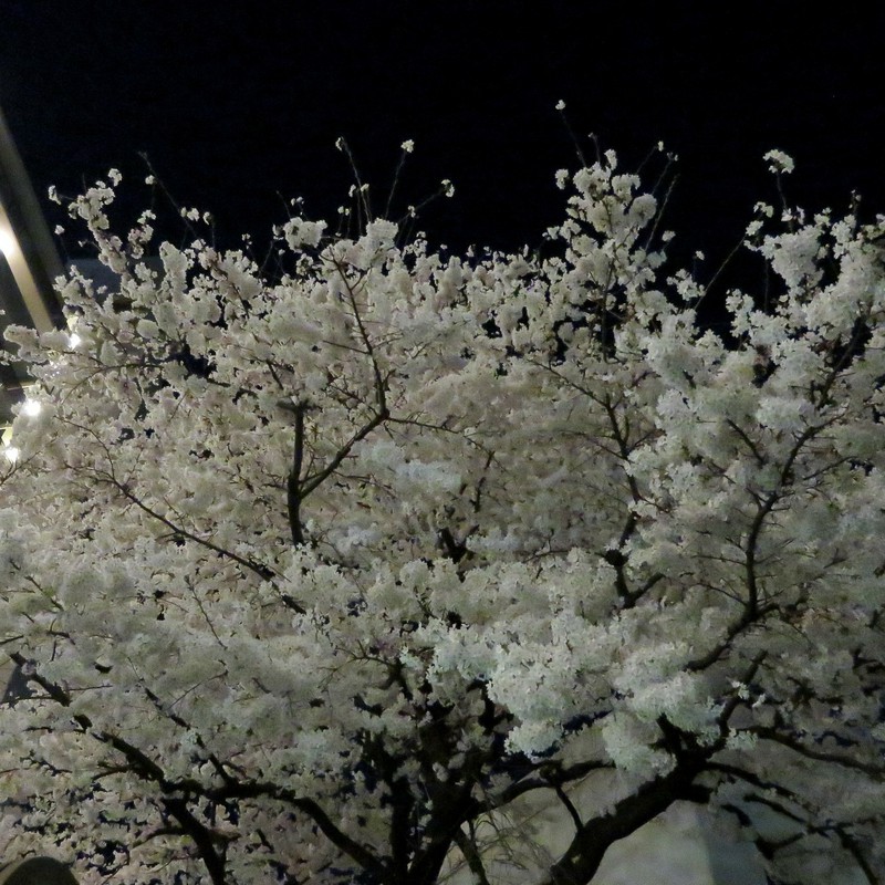 夜桜（華麗なる失敗）