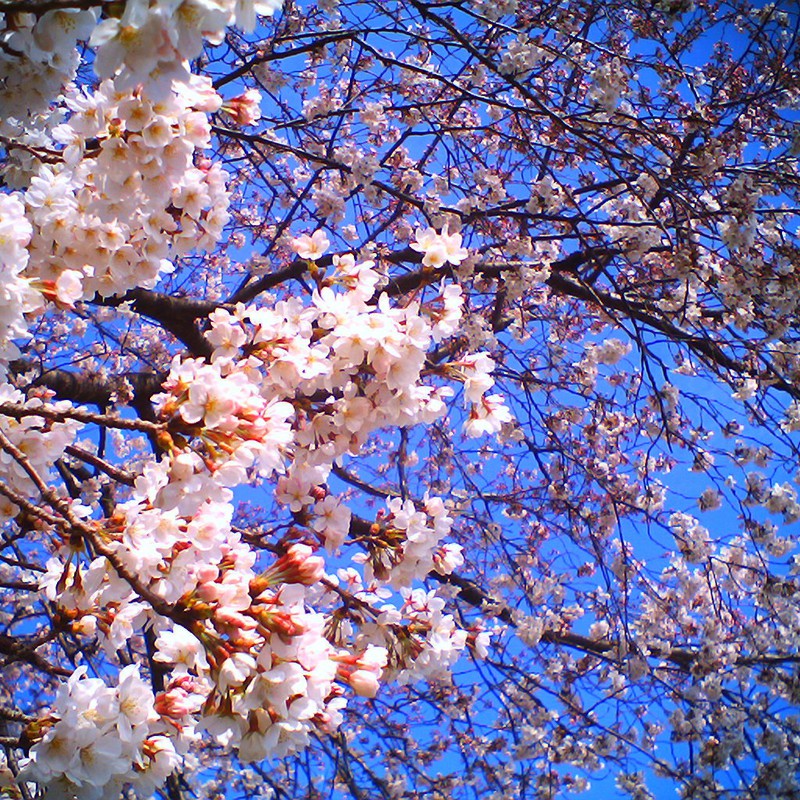 春色くっきり爽やかな空