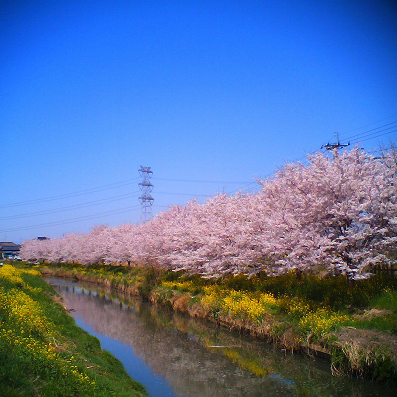 マチナカ桜