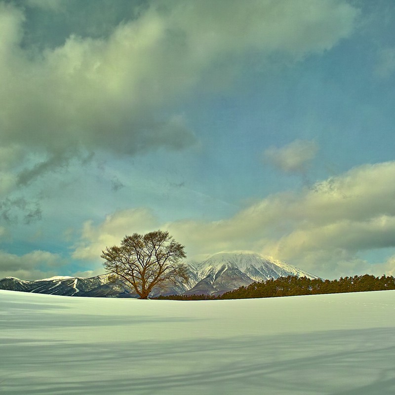 小岩井、冬の一本桜♪