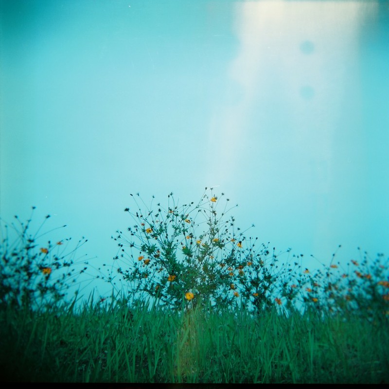 何の花だろう・・・