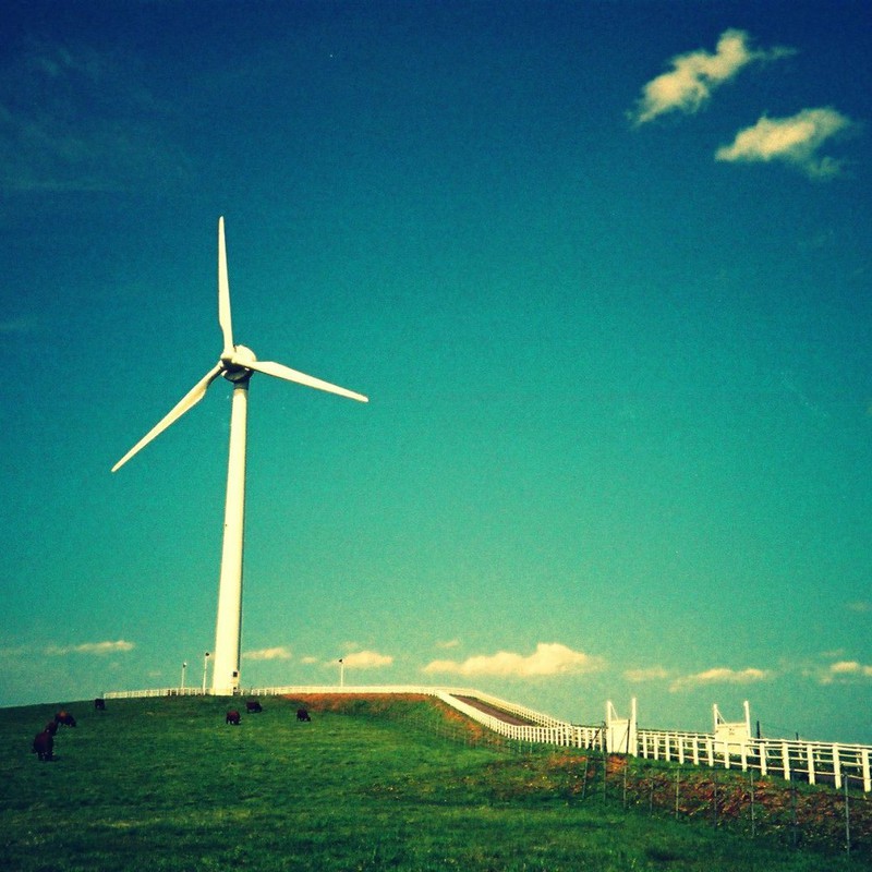 牛と風力発電機