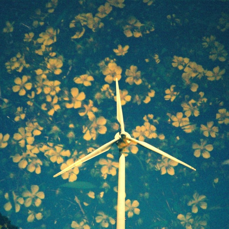 花と風力発電機