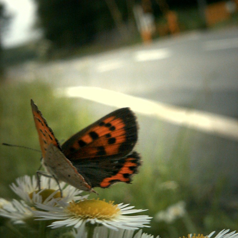 道端チョウチョ
