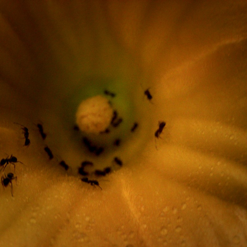 くるくるありんこ