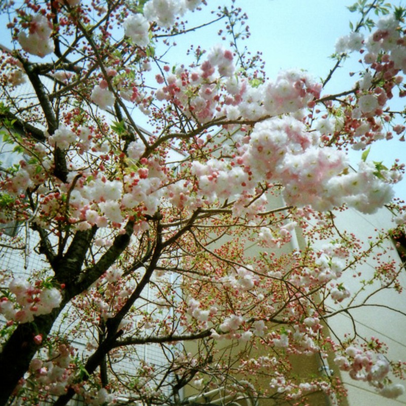 泡桜