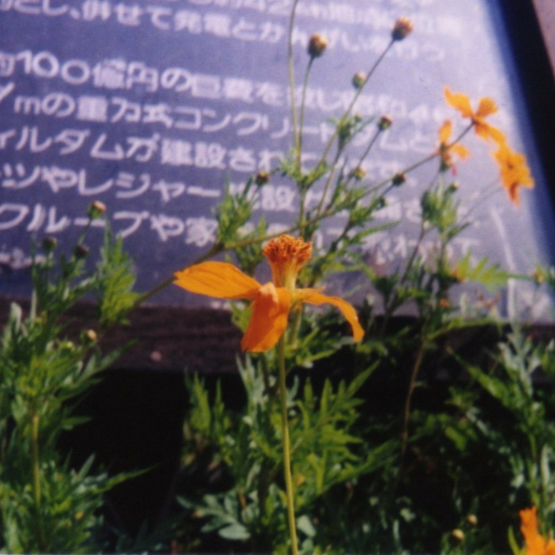緑川ダムの花(1)