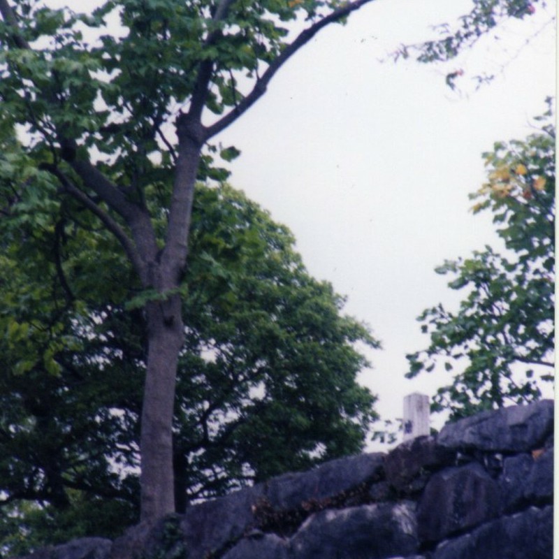 石垣上の木