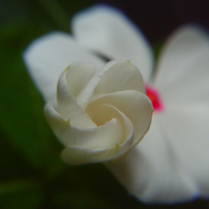 花ホワイト