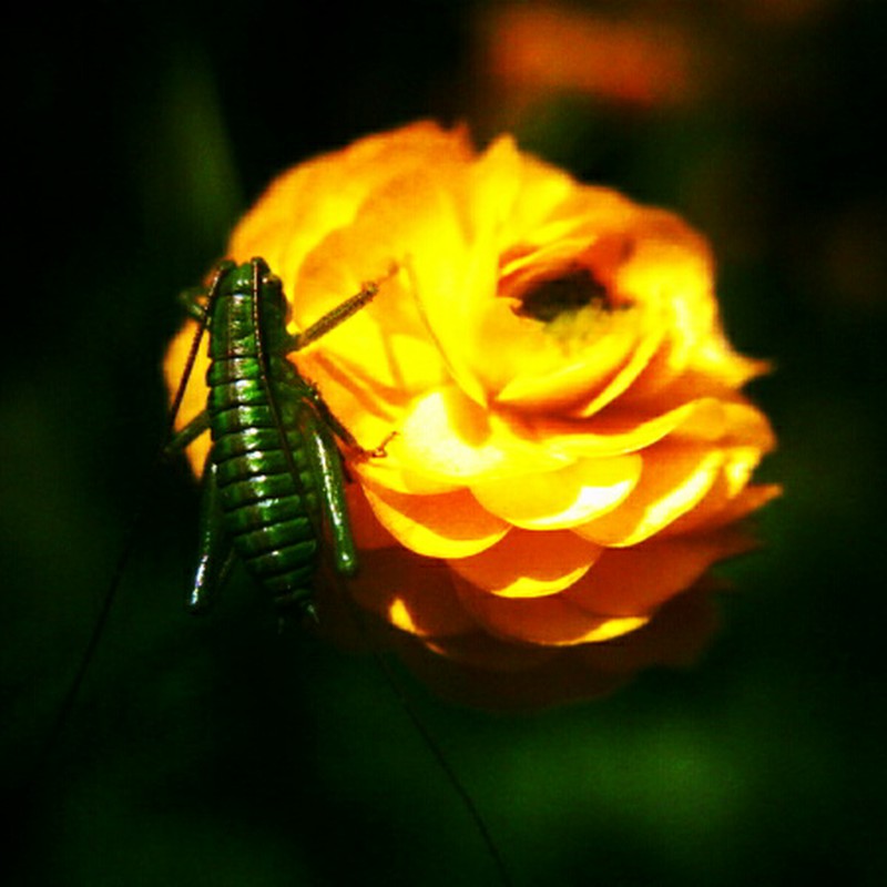 黄色い花とバッタ
