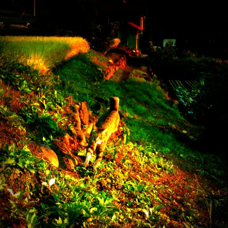 待ってニャーーーー