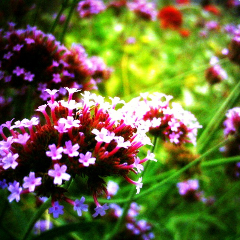 紫の小さなお花