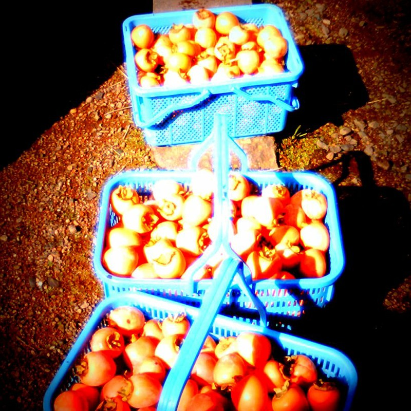 柿と収穫かご