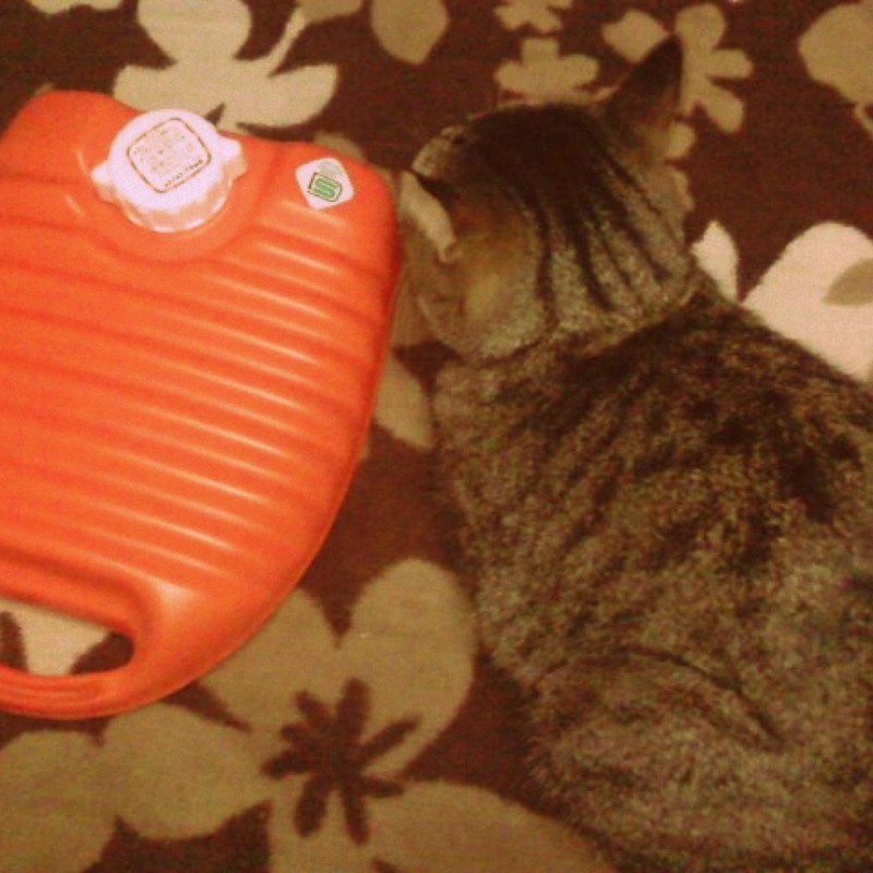 ネコは知っていた・・・