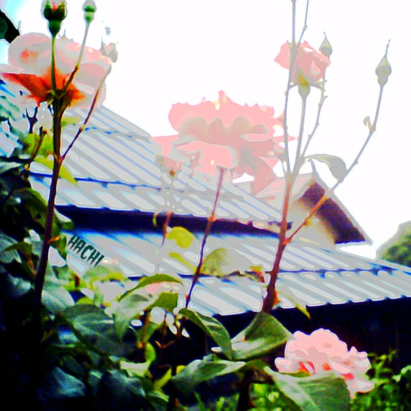 ノイジーローズ