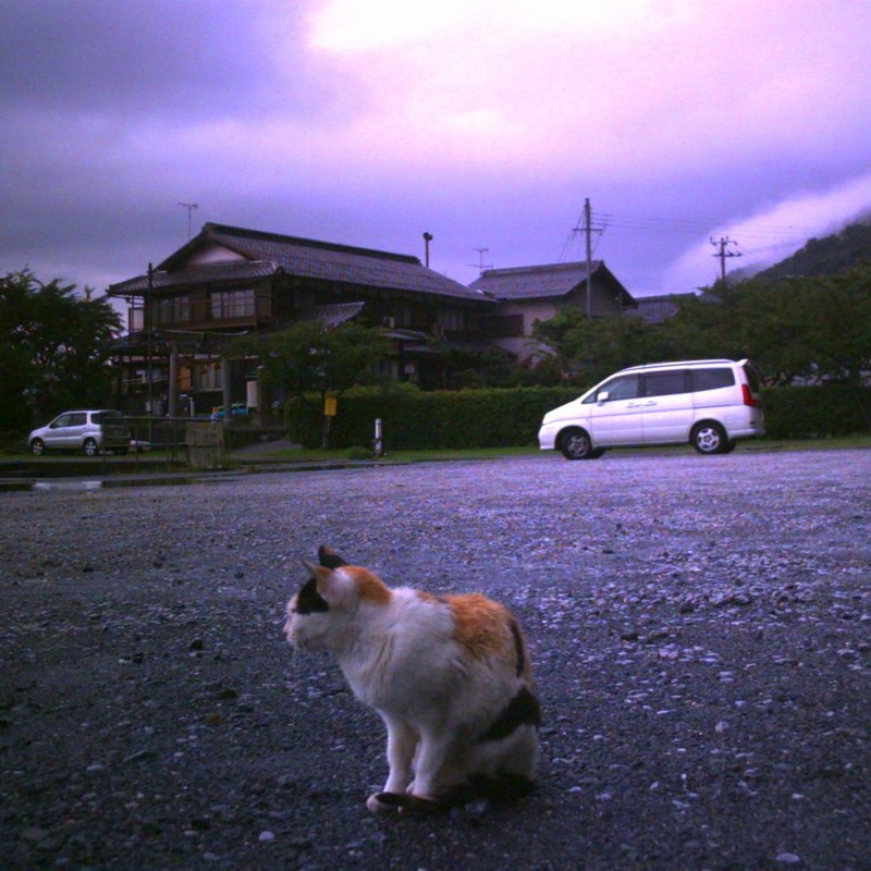 琵琶湖の野良猫