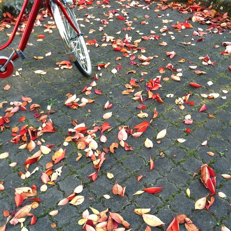 赤い自転車と落ち葉