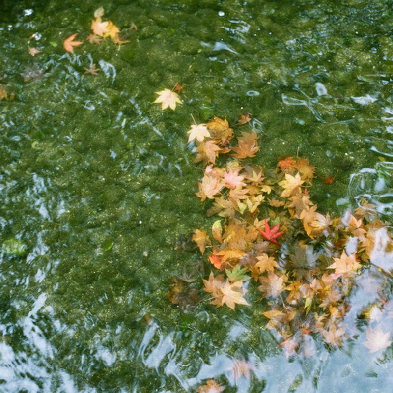 川底の落葉