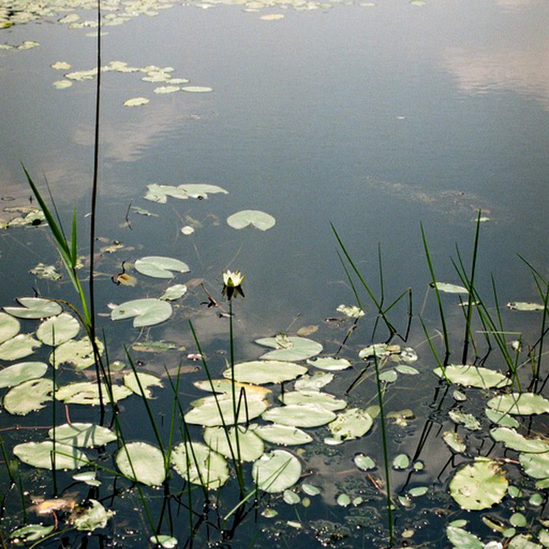 ヒツジグサの池