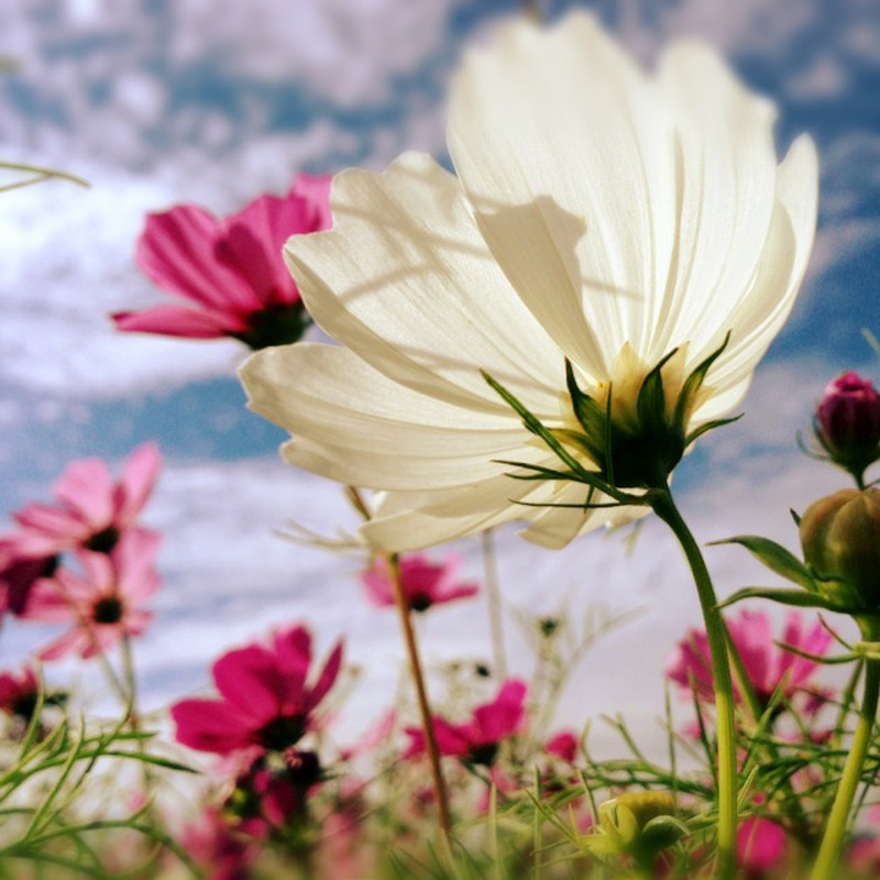 コスモスクリーン