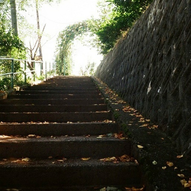 緑と落葉の階段