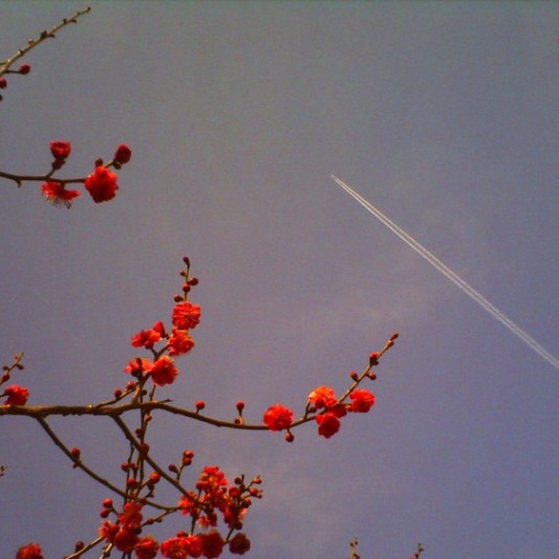 梅と飛行機雲