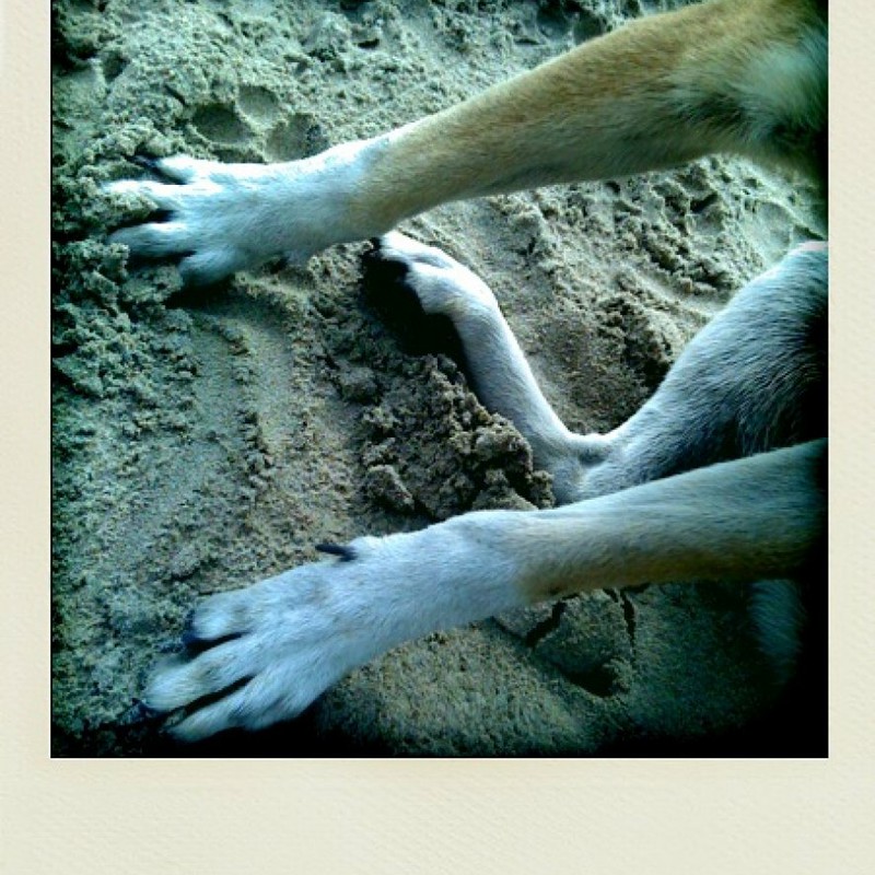 犬と砂浜